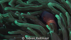 Spine-cheeked anemonefish, Kalimaya House Reef, Sumbawa by Tobias Reitmayr 
